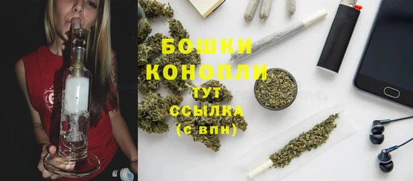 сатива Новозыбков